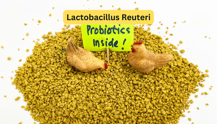Lactobacillus Reuteri